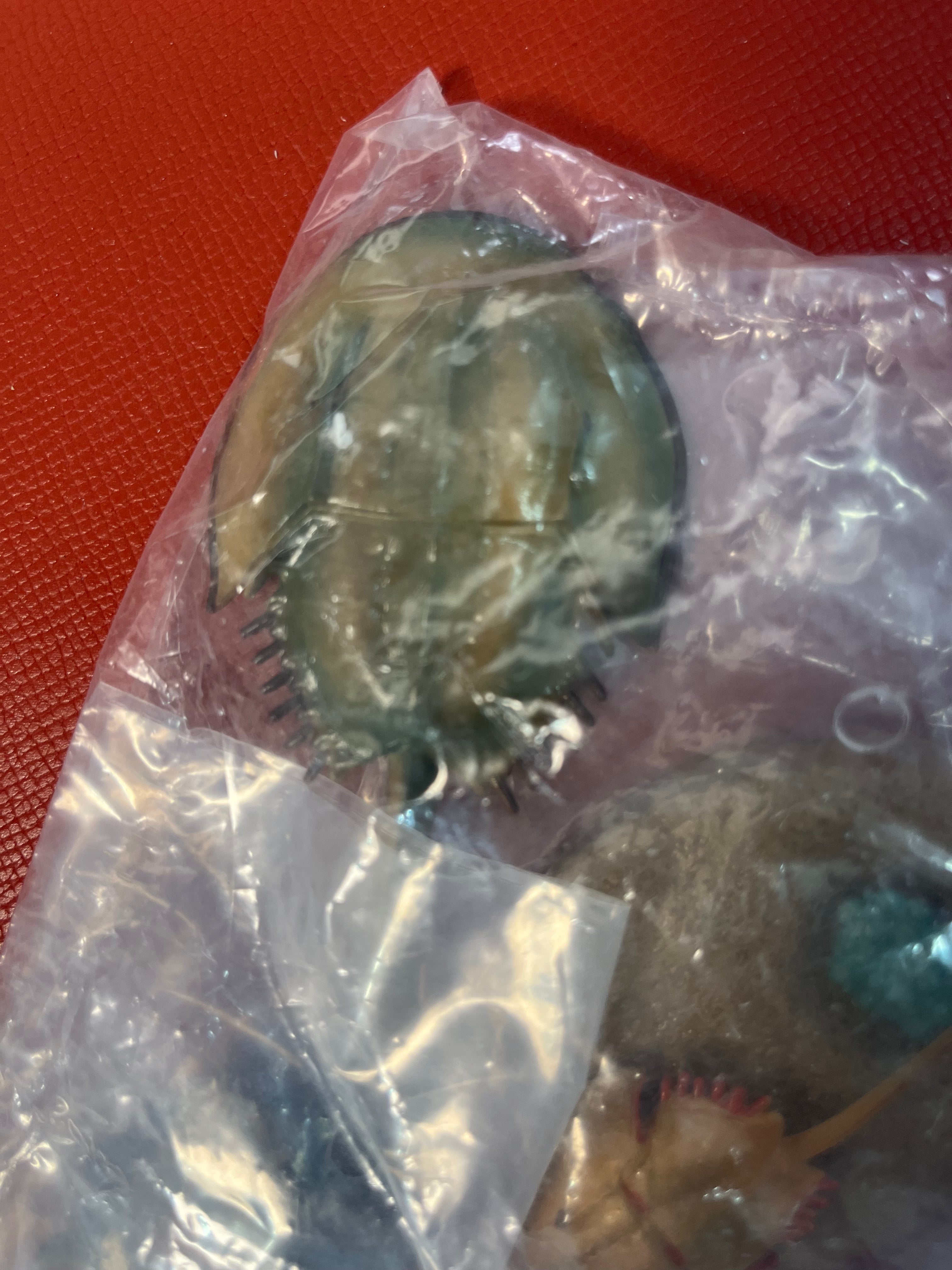 Miscellaneous toy